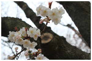 山桜